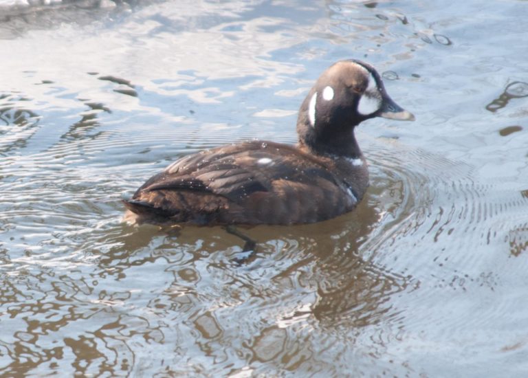 Harlequin Duck